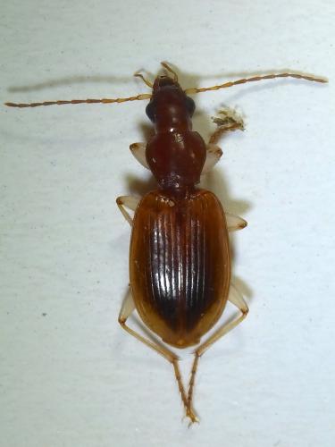Réf. 233 005 : Paranchus albipes